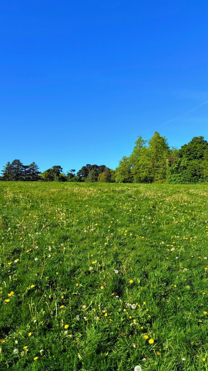 EmmaMMee's tweet image. May 2025 ☀️ #photography #nature #ireland #dublin #summer2025
