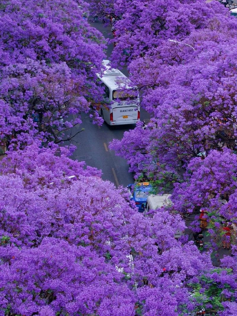 yangqy2015's tweet photo. The Jacaranda in full bloom in Kunming, Yunnan—so breathtaking it'll steal your breath away. 🌸💜 #Kunming #JacarandaBloom #大美中国 https://t.co/XKaoDPkLkH