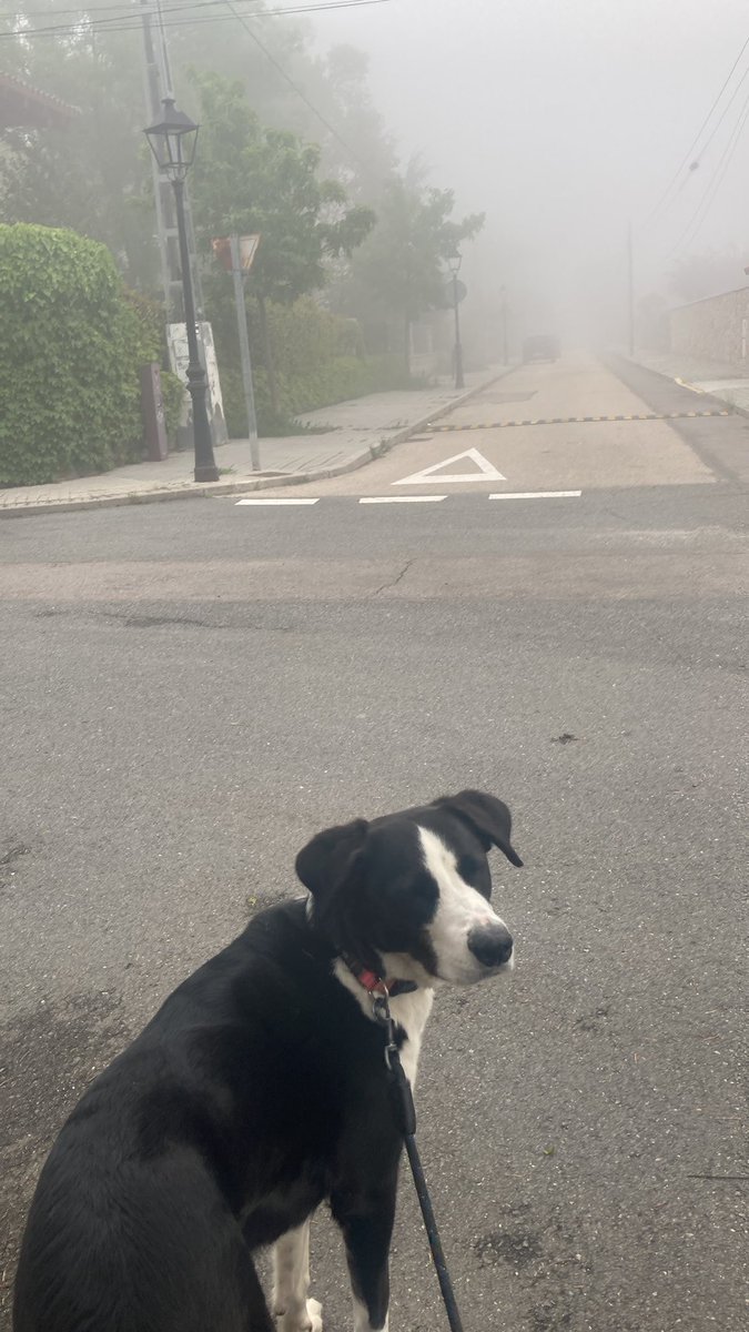 Por ahí vas a ir tú, humano…