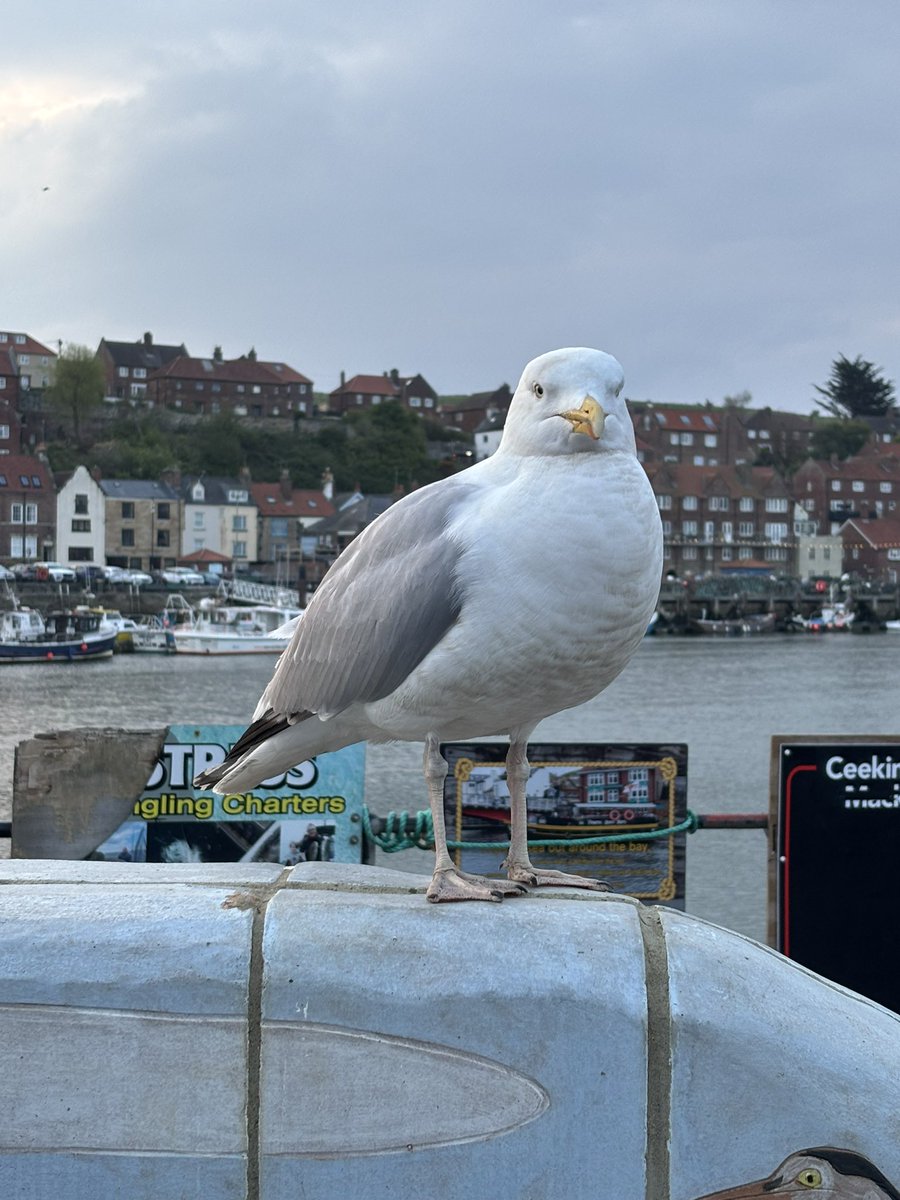 EnableBypass's tweet image. The seagull. Wonderful creatures. They want your fish, your chips and don't care who they shit on to take it.