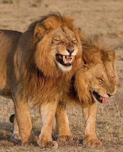 AmienSeeds's tweet photo. @Enezator Lion be like.. https://t.co/HkCuAiUHHT