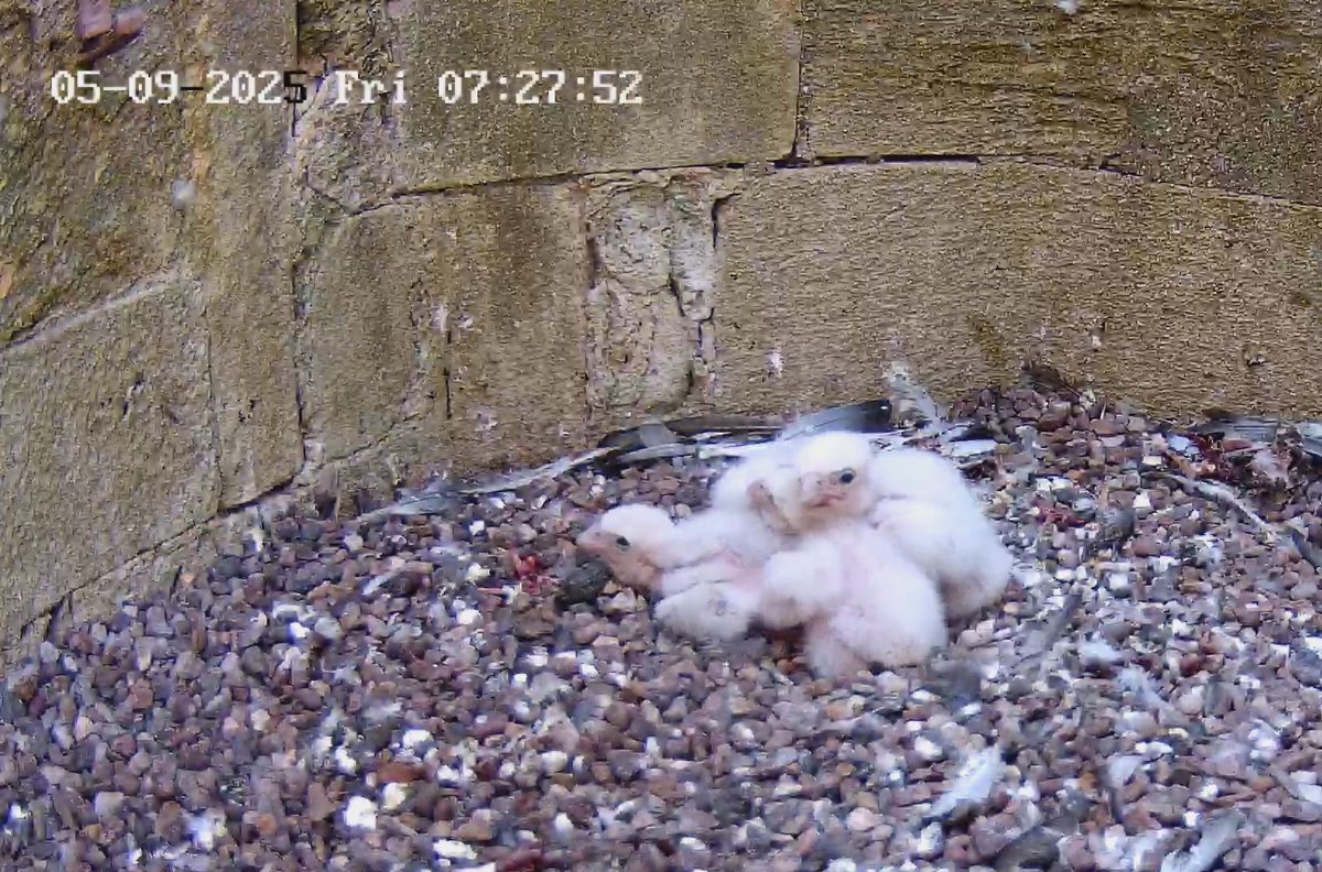 The chicks are around a week old now and growing fast. 
Our first peregrine watch since hatch day is today, 10am until around 2pm in Red Lion Square.
Come and say hello if you are passing. The All Saints' pay as you feel community coffee bar will also be open between these times.
