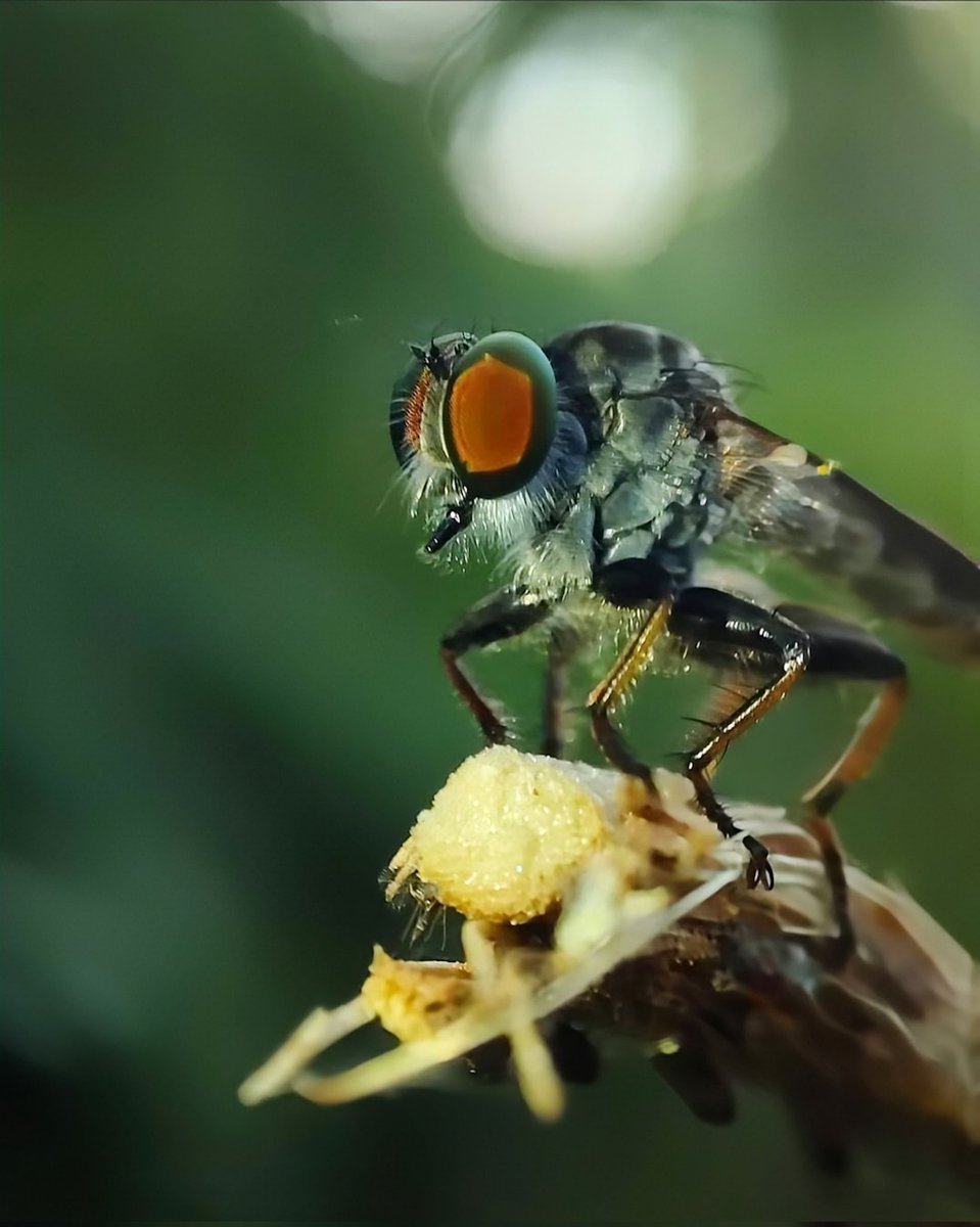Rajeev P R (@rajeevprpr) on Twitter photo Natural Shades
#ShotOnSnapdragon
#MacroMay
#ShotOnOneplus
<a href="/oneplus/">OnePlus</a> <a href="/OnePlus_Europe/">OnePlus Europe</a>
<a href="/BBCEarth/">BBC Earth</a> <a href="/Snapdragon/">Snapdragon</a>
<a href="/Snapdragon_UK/">Snapdragon UK</a> Natural Shades
#ShotOnSnapdragon
#MacroMay
#ShotOnOneplus
<a href="/oneplus/">OnePlus</a> <a href="/OnePlus_Europe/">OnePlus Europe</a>
<a href="/BBCEarth/">BBC Earth</a> <a href="/Snapdragon/">Snapdragon</a>
<a href="/Snapdragon_UK/">Snapdragon UK</a>