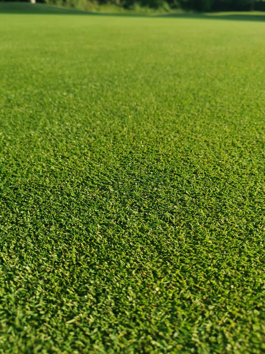 Marc12534024's tweet photo. Pleased with the greens considering where we started from out of winter.
Lovely plant response from yesterday's application. CALMAG, TCL ADVANCE ULTIMAX SL &amp; ATTRAXOR @Aitkens_turf @terralift @AgrovistaUK https://t.co/bCGbS3Sjd8