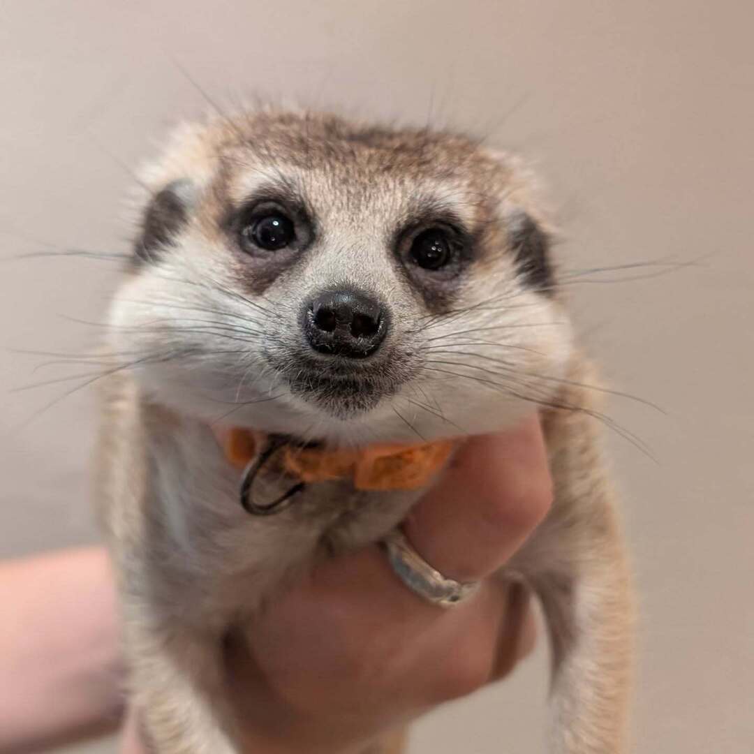 ちゃんよし☆ナマケモノちゃん、ミーアキャットちゃん えびまよくん🦐💗 じーっとお外を眺めてます！ 本日は雨ですが