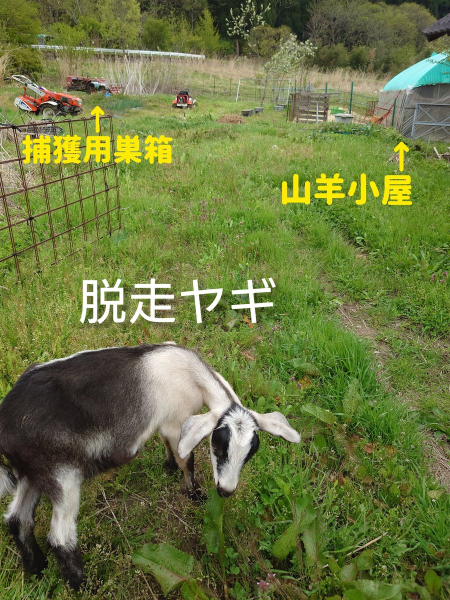 torotekka_'s tweet photo. 日本蜜蜂捕獲の為に巣箱を置かせてもらっているお宅へ様子を見に行くと。
子ヤギ脱走してた。
ついてきて帰れない

#日本蜜蜂 #ヤギ https://t.co/sfmvn6MArs