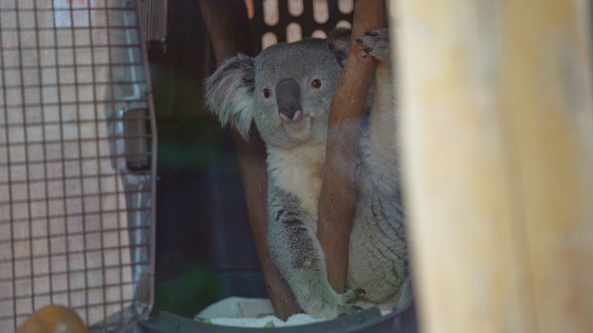 EARCATCH's tweet image. 📺 Vanaf morgen weer een nieuw seizoen van Het echte leven in de dierentuin, ook weer met #audiodescriptie via #Earcatch!

In de eerste aflevering komen er drie koala’s naar de @Ouwehand_Zoo, de eerste exemplaren van deze diersoort in Nederland.

Wekelijks om 20.30 uur op @NPO1.