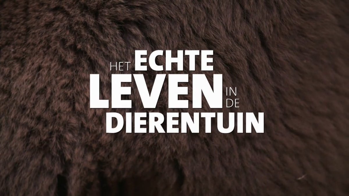 EARCATCH's tweet image. 📺 Vanaf morgen weer een nieuw seizoen van Het echte leven in de dierentuin, ook weer met #audiodescriptie via #Earcatch!

In de eerste aflevering komen er drie koala’s naar de @Ouwehand_Zoo, de eerste exemplaren van deze diersoort in Nederland.

Wekelijks om 20.30 uur op @NPO1.