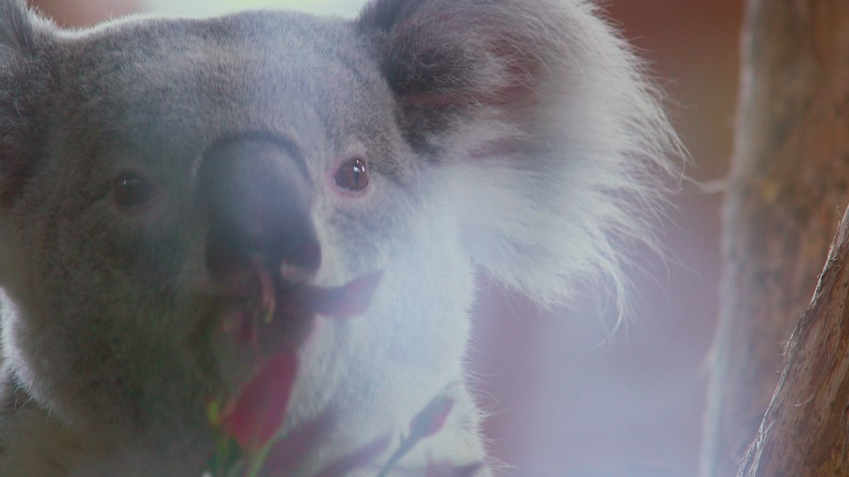 EARCATCH's tweet image. 📺 Vanaf morgen weer een nieuw seizoen van Het echte leven in de dierentuin, ook weer met #audiodescriptie via #Earcatch!

In de eerste aflevering komen er drie koala’s naar de @Ouwehand_Zoo, de eerste exemplaren van deze diersoort in Nederland.

Wekelijks om 20.30 uur op @NPO1.