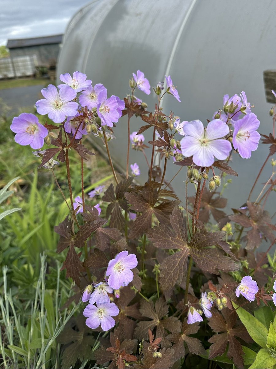 IrisesSeagate's tweet photo. Geranium maculatum ‘Copper Tiger’ is attracting lots of attention this season, we can understand why! #peatfree #geranium #geraniummaculatum #copper #tiger #showstopper #hardygeranium #hardyplants #gardenplants #garden #plantnursery #grownnotflown #geraniums #britishgardens https://t.co/ijV27qcLxR