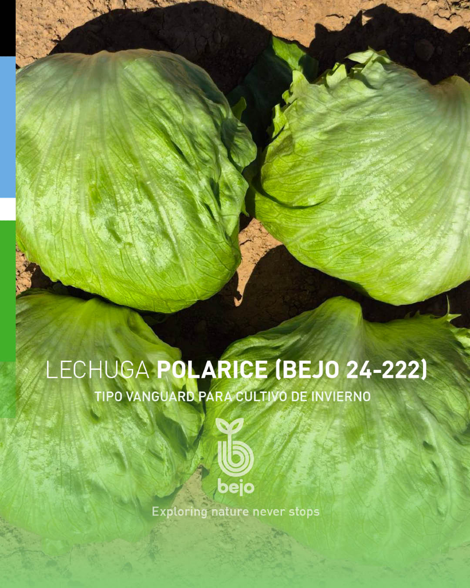 BejoEspana's tweet photo. Nuestra lechuga iceberg, POLARICE (BEJO24-222), ideal para zonas frías 🧊
https://t.co/GC8EY4WDBN
#exploringnatureneverstops #semillasbejo https://t.co/WV6aoms7yU
