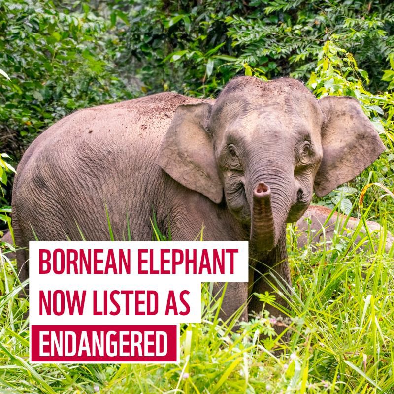 PROTECT ALL WILDLIFE (@protect_wldlife) on Twitter photo The world’s smallest Elephants are facing extinction. But I ne woman has a plan to save them.
Bornean Elephants measure around nine feet (2.7 meters) and are the smallest subspecies of the Asian Elephant.
Via <a href="/Wildlife_Focus/">FocusingOnWildlife</a>.
More: focusingonwildlife.com/news/the-world… The world’s smallest Elephants are facing extinction. But I ne woman has a plan to save them.
Bornean Elephants measure around nine feet (2.7 meters) and are the smallest subspecies of the Asian Elephant.
Via <a href="/Wildlife_Focus/">FocusingOnWildlife</a>.
More: focusingonwildlife.com/news/the-world…