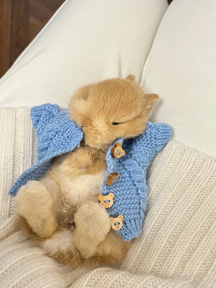 turexier's tweet photo. 구빈이 체감상 유딘이를 이정도로 생각함.. 
토끼 <- 라는 단어만 나오면 ㅇ유ㅈ지ㄴㅇ~ 유지ㅡㄴㅇ아~!!!! 토끼귀해줘!! 이럼..
(화려한 그의 어록: 토끼여기? 근데넌토끼아냐? 등등) https://t.co/RSPxO0x8tg