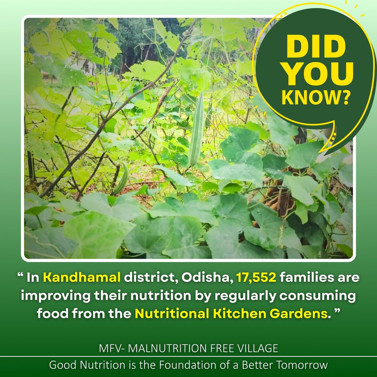 JSMKandhamal's tweet photo. An initiative towards shaping villages Malnutrition Free!
Families are growing their own vegetables through Nutritional Kitchen Gardens, ensuring fresh, healthy food on their plates every day.

#NKGs #NutritionForAll #HealthyEating #EmpoweringCommuniti https://t.co/25VDfEDkPd