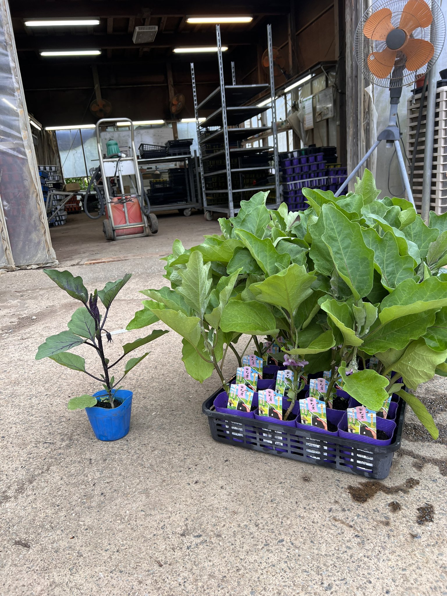 蔬菜園芸学 | 伊東 正 |本 | 通販 | Amazon