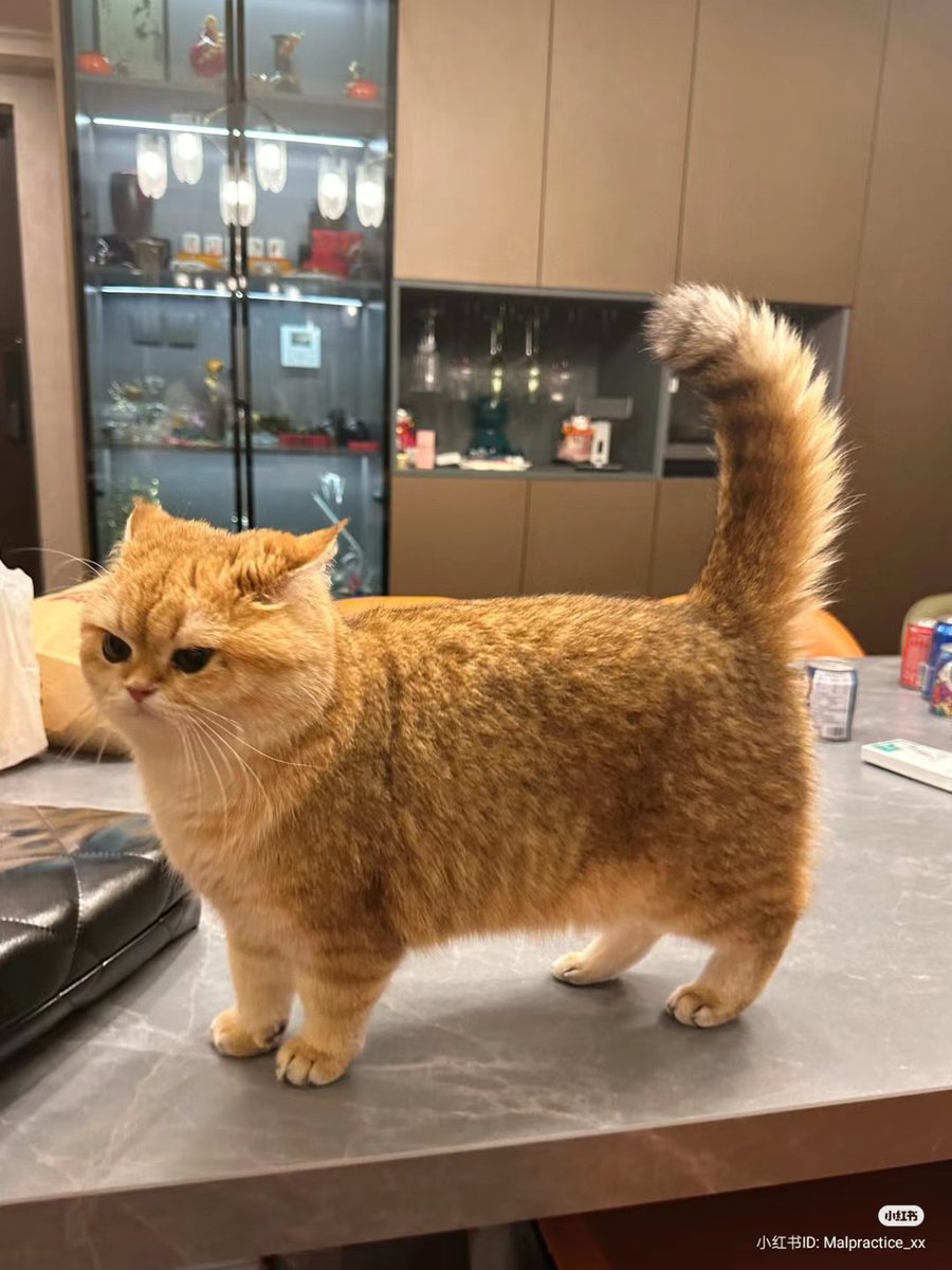 nocontextscats's tweet photo. fine specimen https://t.co/CXk99lzIow