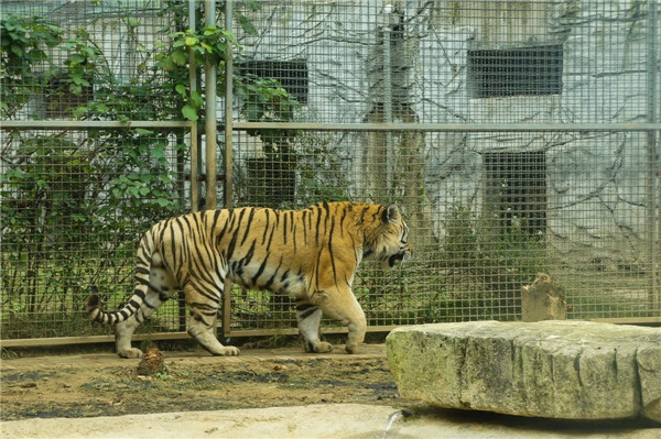 juliamesh's tweet image. The wire screen project from real zoos!
Our wire screens are the top choice for secure animal enclosures.
Check out these photos from our customers!
#webwiremesh #wiremesh #animalenclosures #wirescreenproject #wirescreen #zoo #wirescreenforzoo #wirescreenmanufacturer