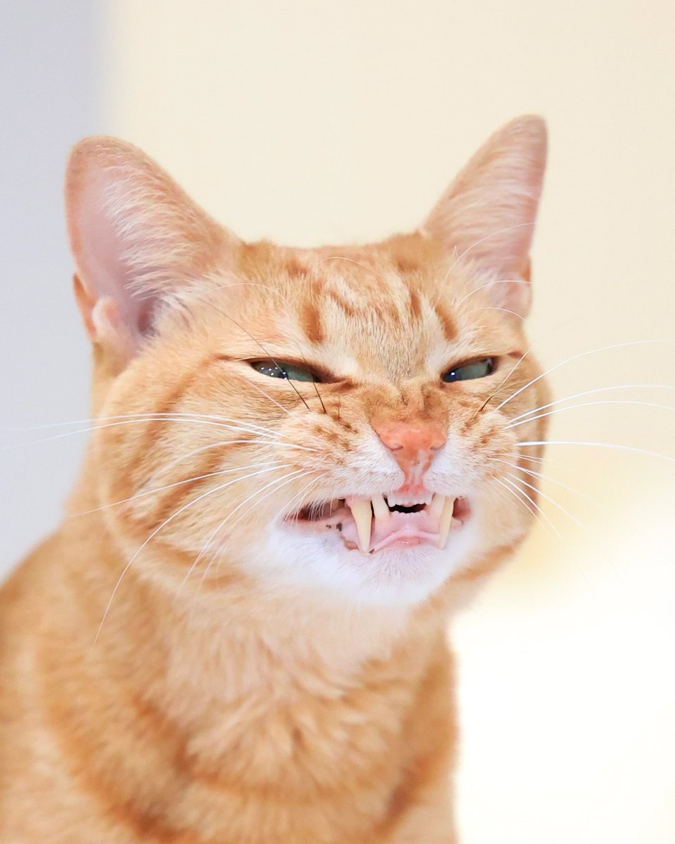 ちゃとら 茶トラ猫のみゃお🐾 (@chatoranomyao) / Posts / X