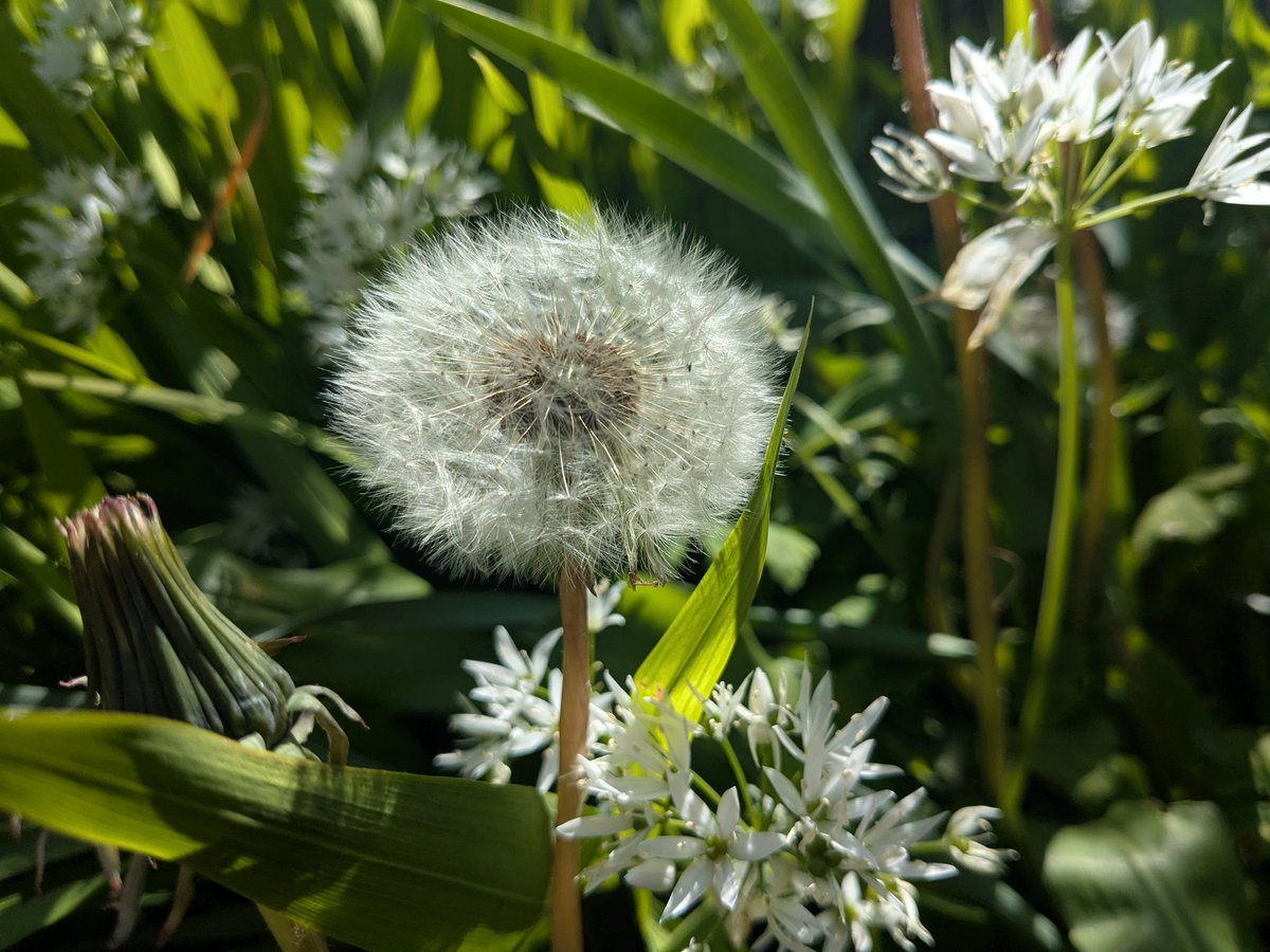 Garden whites and greens, dandelion and wild garlic. Off to the seaside.