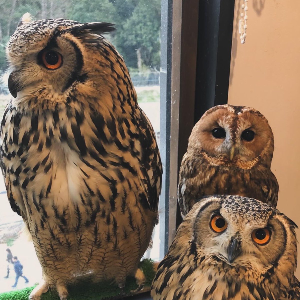 Owlvillage_H's tweet photo. 【原宿店】
あれ??
🦉🦉🦉

#ベンガルワシミミズク #モリフクロウ #可愛い #もふもふ #推しが尊い https://t.co/FxBAF3gilD