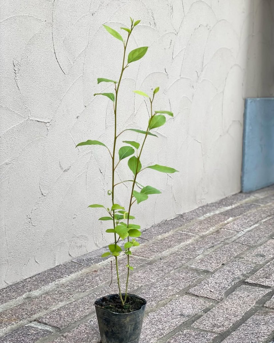 thousandleaftea's tweet photo. 稀少な木更津産無農薬クロモジ苗、
今年も少しばかり販売しています

あまり手をかけず、半日影でスクスクと‥
日本固有種の香木をお家で育ててみませんか？

来年、再来年、少し大きくなったら
好きな時に葉を2〜3枚摘んで、
ハーブティーとして楽しめます

気になる方は、お電話でお取り置きをどうぞ https://t.co/HJDJwGpbut