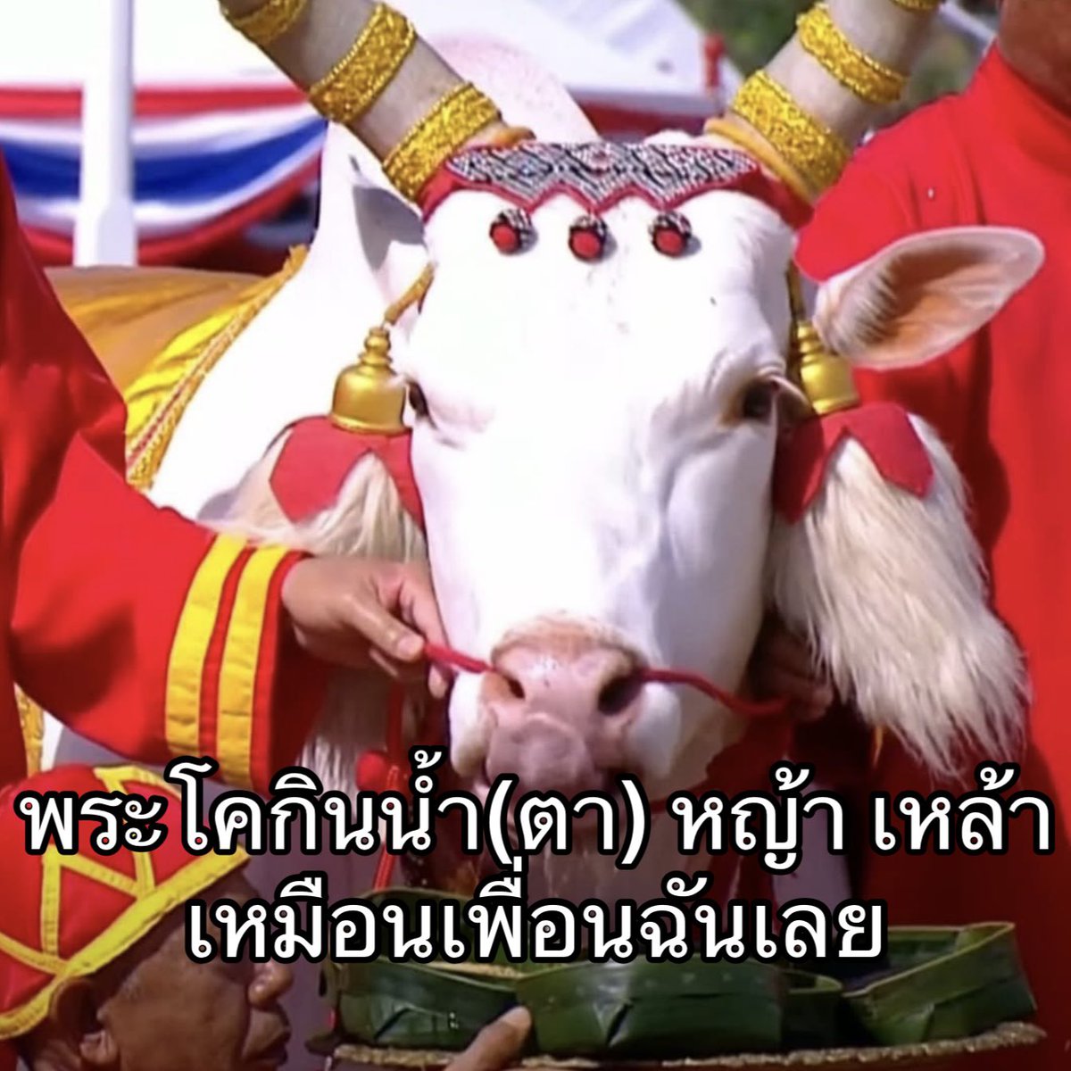 IMeSayIt's tweet photo. พระโคกลับไปหาคนเก่า https://t.co/rn9ICzCJr1