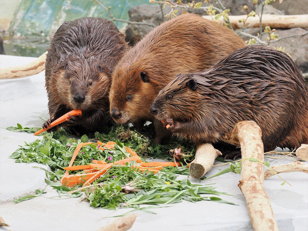 ビーバーの同居を再開しました】 繁殖制限のため雌雄を分けて飼育展示