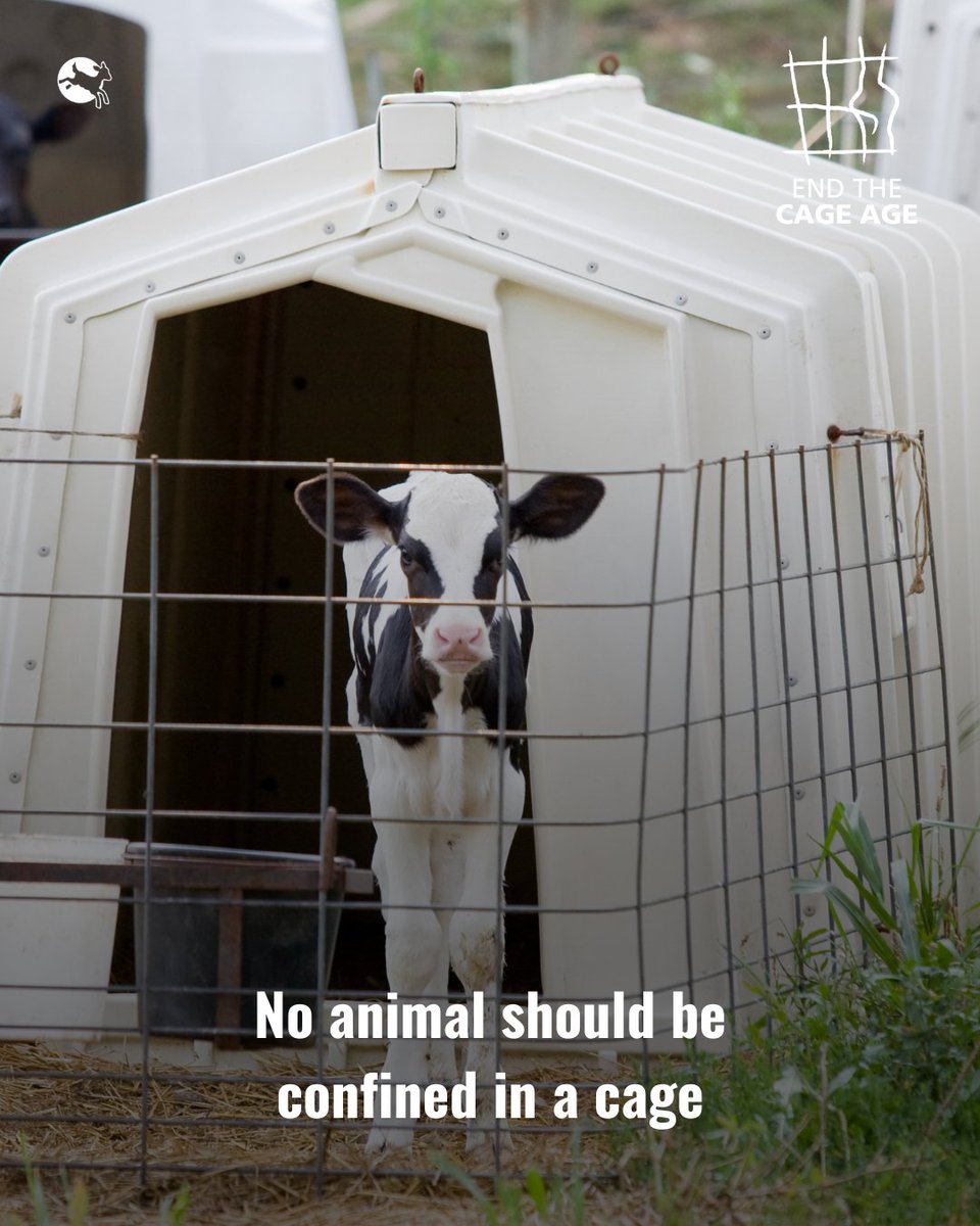 Compassion in World Farming EU (@ciwf_eu) on Twitter photo NEW: We’ve made a formal request to the <a href="/EUCourtPress/">EU Court of Justice</a> for a hearing in our legal case to hold the <a href="/EU_Commission/">European Commission</a> accountable over its broken promise to ban cages in 🇪🇺.
Vague commitments are not enough.
Our #EndTheCageAge action aims to get a clear timeline for proposals ASAP. NEW: We’ve made a formal request to the <a href="/EUCourtPress/">EU Court of Justice</a> for a hearing in our legal case to hold the <a href="/EU_Commission/">European Commission</a> accountable over its broken promise to ban cages in 🇪🇺.
Vague commitments are not enough.
Our #EndTheCageAge action aims to get a clear timeline for proposals ASAP.