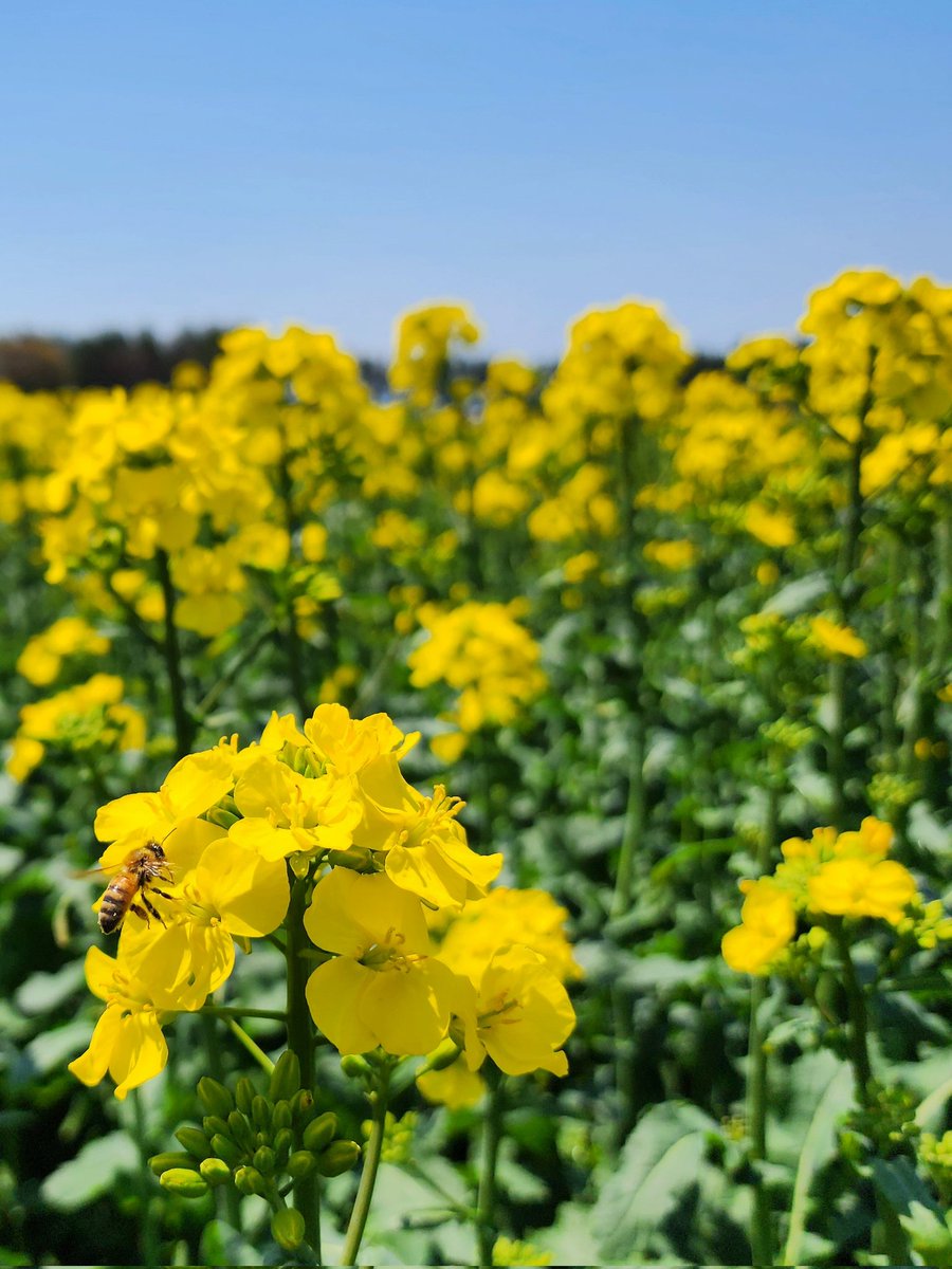 菜の花です。 菜の花 - Search / X