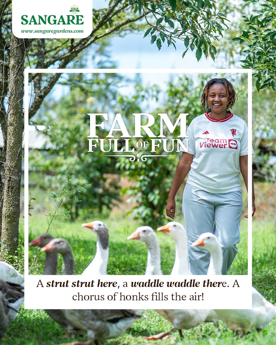 Front row seats to nature’s little parade.

Our resident geese are loud, proud and always ready to welcome you with a honk.
📞 Call 0739900070 or 0706562231
📧 booking@sangaregardens.com

#SangareBoutiqueFarmStay #FarmFullofFun