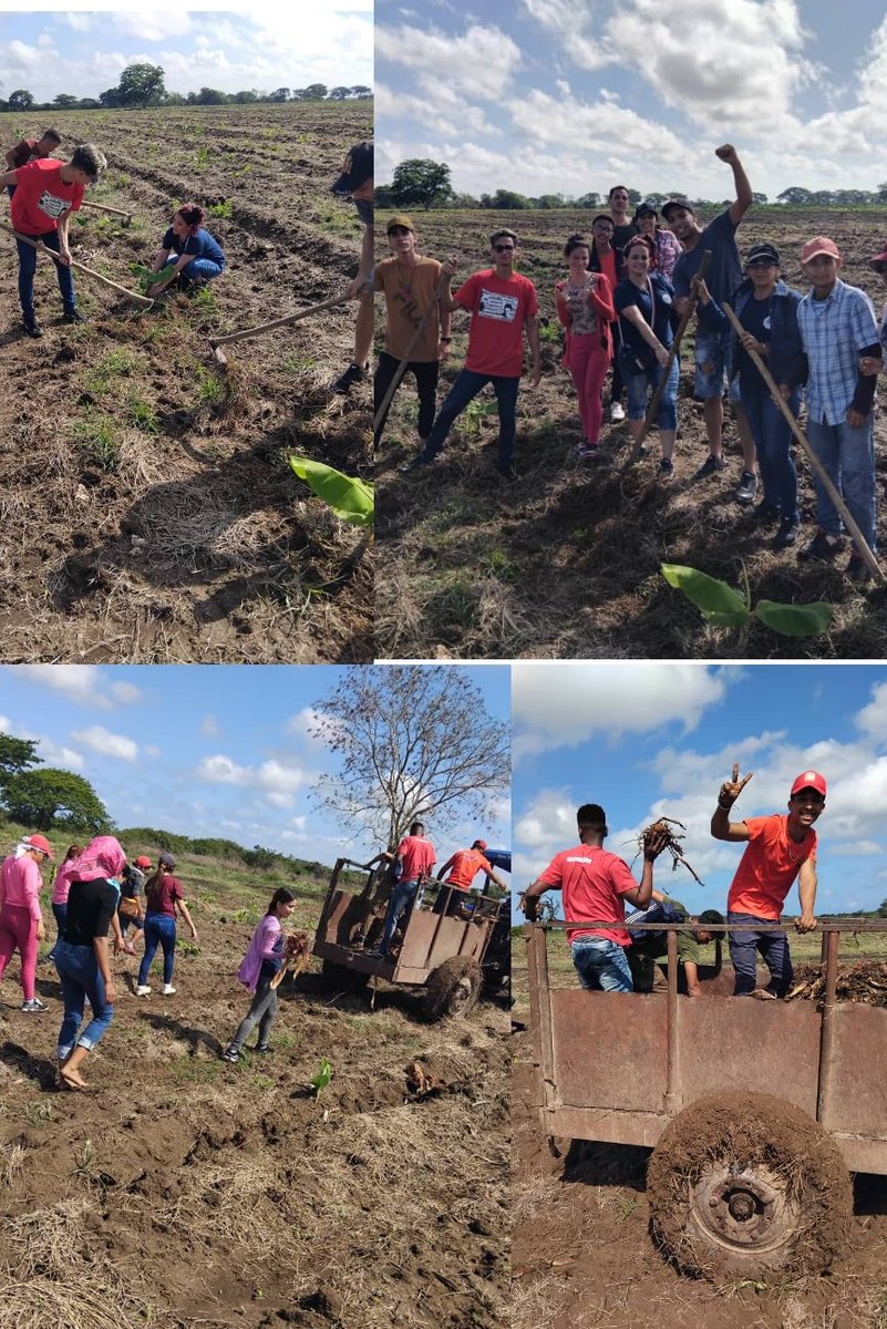 FEU_Manzanillo's tweet photo. Como parte del amplio programa de esta asamblea, colaboramos con la producción de alimentos 🥦🥬 con la siembra de plátano 🍌 en la Cooperativa Omar Rivero.
#FEUdeCuba
#unafeudelatallademachadito
#PostXCongreso
@ucmg_feu 
@Lianet_802 
@RainolSanchez https://t.co/qKSEKF54p4