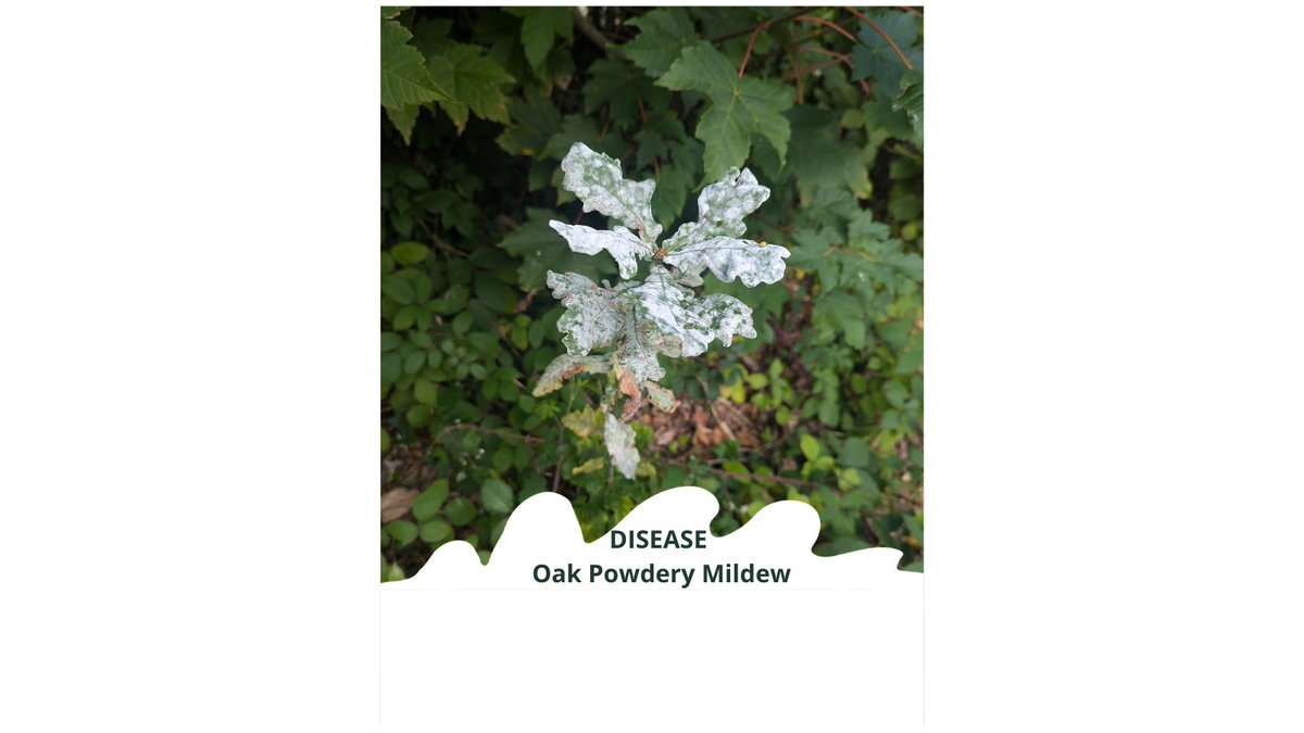 Oak Powdery Mildew is a disease that can severely impact young tree growth, particularly in saplings &amp; young specimens. It is a major concern for future regeneration of our oak trees. We need to understand more about it to safeguard our young trees  #PlantHealthWeek #ActionOak