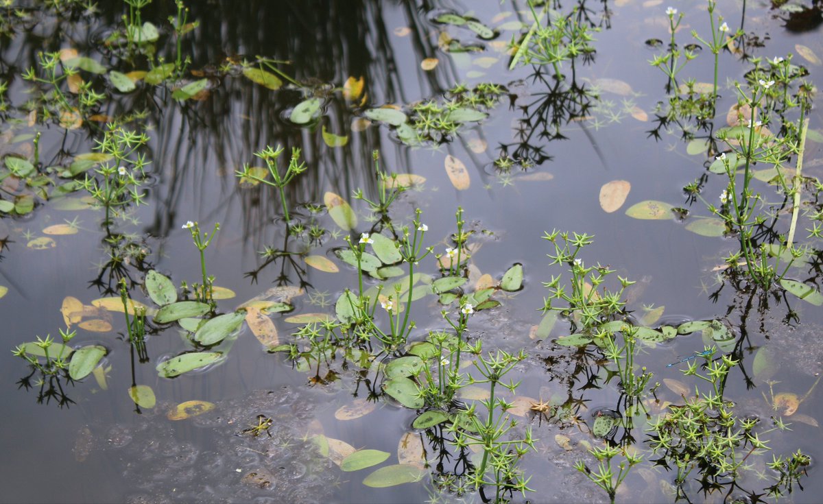 Wildlife and Countryside Link (@wcl_news) on Twitter photo With District licensing used by groups including <a href="/Freshwaterhabs/">Freshwater Habitats Trust</a> for years to create high quality ponds in compensation for those lost🫧
Changes in the Planning Bill could see this system swapped for one with less evidence behind it👎
Read more👇
wcl.org.uk/newt-conservat… With District licensing used by groups including <a href="/Freshwaterhabs/">Freshwater Habitats Trust</a> for years to create high quality ponds in compensation for those lost🫧
Changes in the Planning Bill could see this system swapped for one with less evidence behind it👎
Read more👇
wcl.org.uk/newt-conservat…