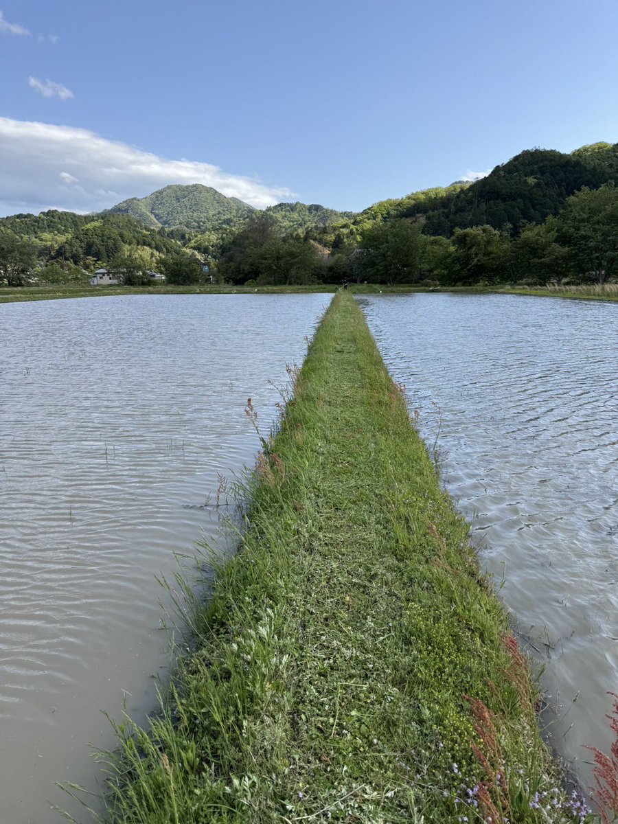 coco_sasayama's tweet image. 篠山はまだまだ肌寒い日が続いていますが雑草が生えてくる時期になりました。
cocosasayamaでは今年からスパイダーモアーを導入しました。
大きい田んぼの草刈りも楽々です。
さあ田植えです。
