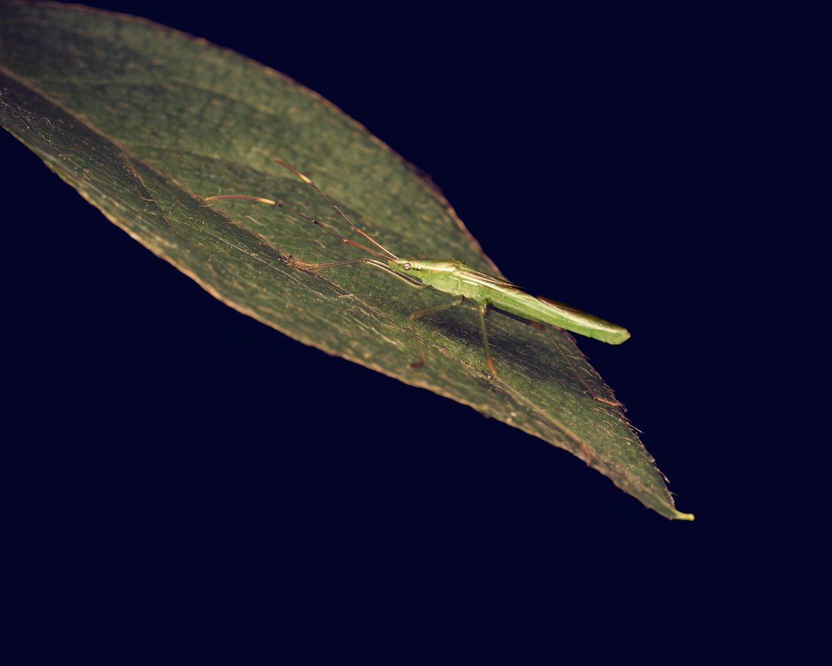 lowbassphotog's tweet photo. Accurate name #longthinplantbug #plantbug #bug #wildlifephotography #macrophotography #photography #macro #closeupphotography #insect #insects #hemiptera #truebug #naturephotography #arthropod #appicoftheweek #canonfavpic #captureone https://t.co/YcAE0Cj7w7