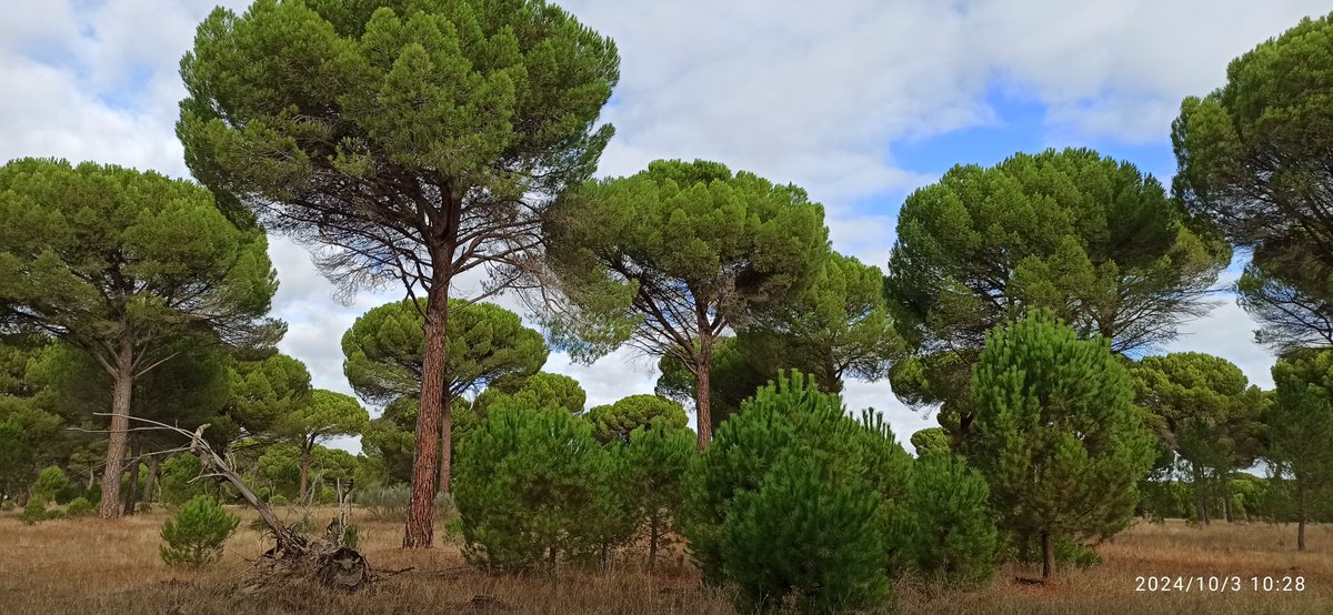iuFOR UVa-INIA (@youngforesters) on Twitter photo Jornada transferencia de la Unidad Asociada Gestión Forestal Sostenible (iuFOR–ICIFOR–MNCN): Investigación aplicada al sector forestal: diálogo entre ciencia y gestión
21 mayo
16:00 - 18:00h
ONLINE
eventos.uva.es/135403/detail/…
<a href="/INIA_es/">INIA-CSIC</a> <a href="/CSIC/">CSIC</a> <a href="/mncn_csic/">Museo Nacional de Ciencias Naturales</a>
#iuFORGestionForestal #ICIFOR Jornada transferencia de la Unidad Asociada Gestión Forestal Sostenible (iuFOR–ICIFOR–MNCN): Investigación aplicada al sector forestal: diálogo entre ciencia y gestión
21 mayo
16:00 - 18:00h
ONLINE
eventos.uva.es/135403/detail/…
<a href="/INIA_es/">INIA-CSIC</a> <a href="/CSIC/">CSIC</a> <a href="/mncn_csic/">Museo Nacional de Ciencias Naturales</a>
#iuFORGestionForestal #ICIFOR