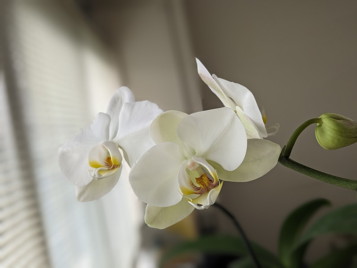 4月中旬に蕾を付けた胡蝶蘭が今年も綺麗に咲きました