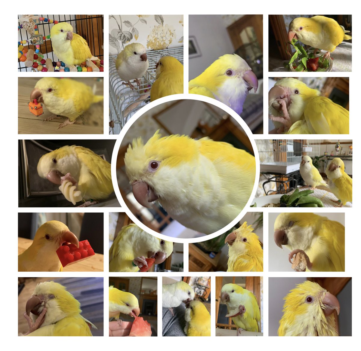 Daisy is 4 🎉💛🎉💛
Happy Hatchday Beautiful Girl 🐣