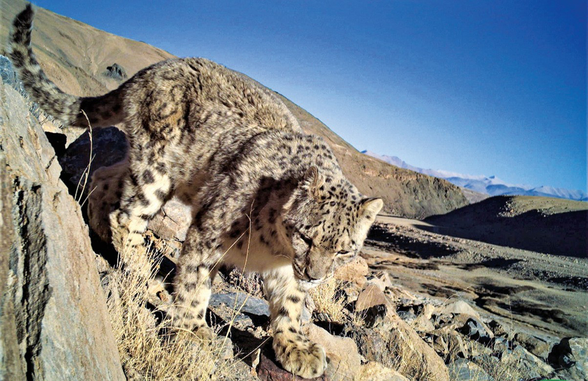 scinexx's tweet photo. Bild der Woche: Schneeleopard in Kamerafalle.
Große Tatzen, dickes Fell und ein leicht grimmiger Gesichtsausdruck – dieser Schneeleopard wurde im indischen Ladakh von einer Fotofalle erwischt. #Schneeleopard #Fotofalle #Raubkatzen
https://t.co/6DbG53pziU https://t.co/33x0V1MhpQ