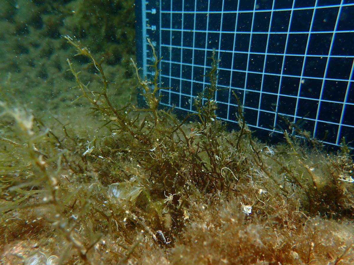 CEAB-CSIC (@ceabcsic) on Twitter photo El projecte #SEAREG està desenvolupant una metodologia que permet impulsar el creixement de macroalgues en substrats artificials amb algues #Cystoseira, ”sembrant-les” en estructures que imiten els esculls naturals 🌱🌊 <a href="/CSICCat/">CSIC en Catalunya</a>
Per saber-ne més 👉 bit.ly/42NZuvJ El projecte #SEAREG està desenvolupant una metodologia que permet impulsar el creixement de macroalgues en substrats artificials amb algues #Cystoseira, ”sembrant-les” en estructures que imiten els esculls naturals 🌱🌊 <a href="/CSICCat/">CSIC en Catalunya</a>
Per saber-ne més 👉 bit.ly/42NZuvJ