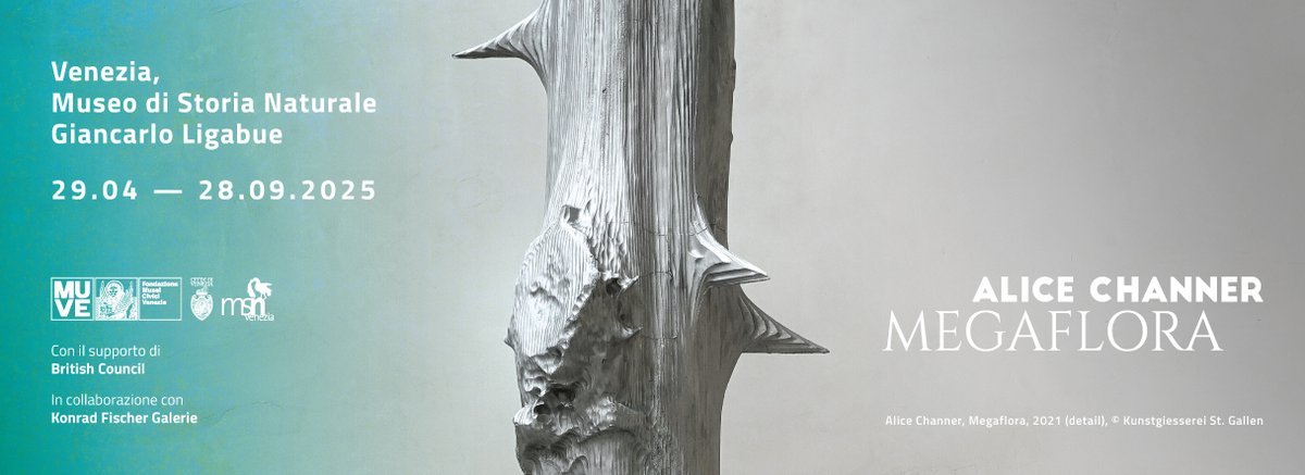 visitmuve_it's tweet photo. ALICE CHANNER. Megaflora
29 aprile - 28 settembre 2025
Venezia, Museo di Storia Naturale “Giancarlo Ligabue”, Giardino
A cura di Harry Woodlock
Con il supporto del @BritishCouncil
In collaborazione con Konrad Fischer Galerie
Da oltre quindici anni #AliceChanner, una delle principali artiste contemporanee britanniche, realizza sculture che rappresentano la natura in vari stati di trasformazione. Megaflora (2021), è uno stelo di rovo in alluminio fuso in sabbia, estratto tramite scansione tridimensionale e allungato verticalmente in una forma scultorea autoportante alta tre metri, ed è presentato qui all’esterno, nel Giardino d’Ingresso del Museo di Storia Naturale, per la prima volta in assoluto
INFO su visitmuve > mostre in corso
#visitMUVE