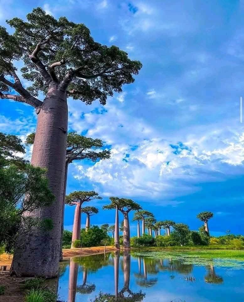 📍Madagascar 🇲🇬 Africa.