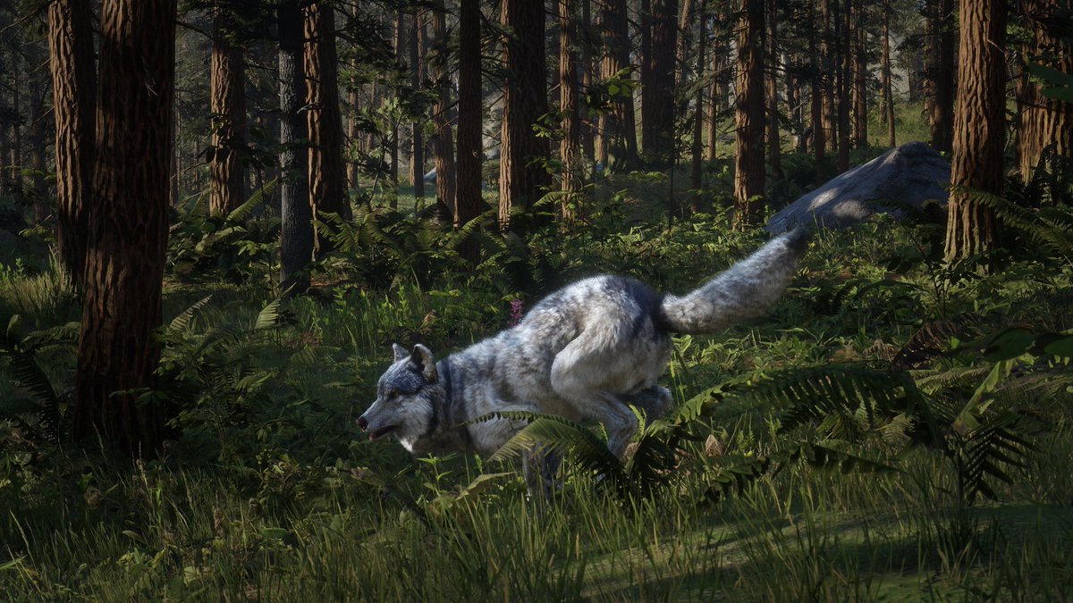 SpaceCamel93's tweet photo. Animals of RDR 2.

The grey wolves. https://t.co/rkJs1zljnh