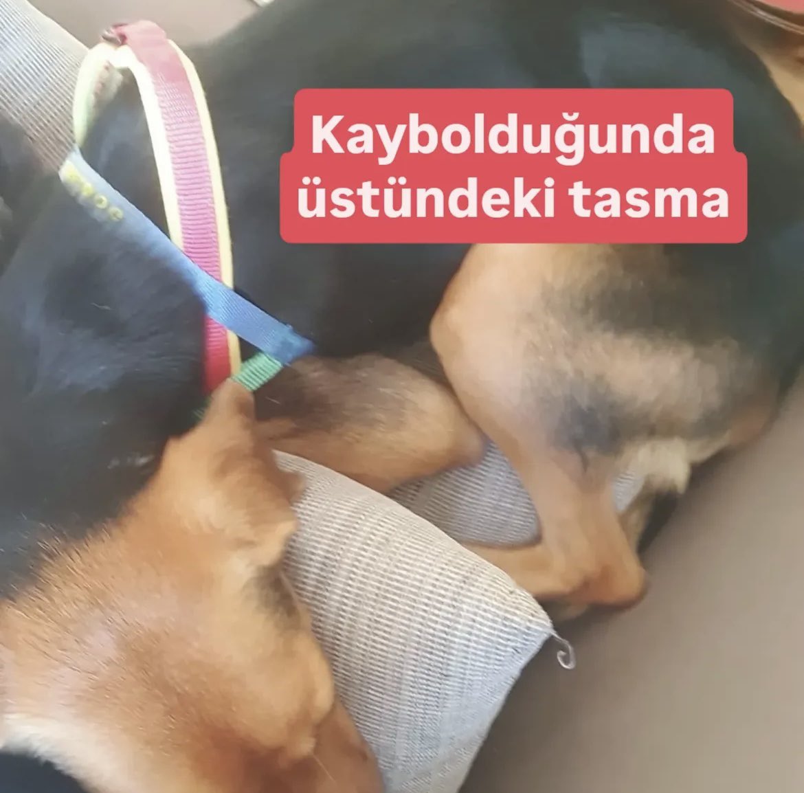 Loliş hayatı boyunca sokakta kalmamış korkak küçük bir kız. Dışarıda yiyecek -su bulmayı veya diğer köpeklerle baş etmeyi bilmiyor😔 Günlerdir nerede ne yapıyor bilmiyoruz. Lütfen ilanı yaygınlaştıralım. Maltepe Sahilinde kayboldu ama şu an her yerde olabilir. İletişim: