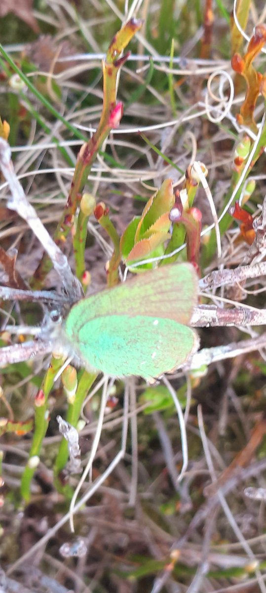 We had a fantastic record submitted to us this week by David and Sarah Goddard of a Green Hairstreak butterfly, recorded on Fylingdales Moor. What a beauty! 🦋