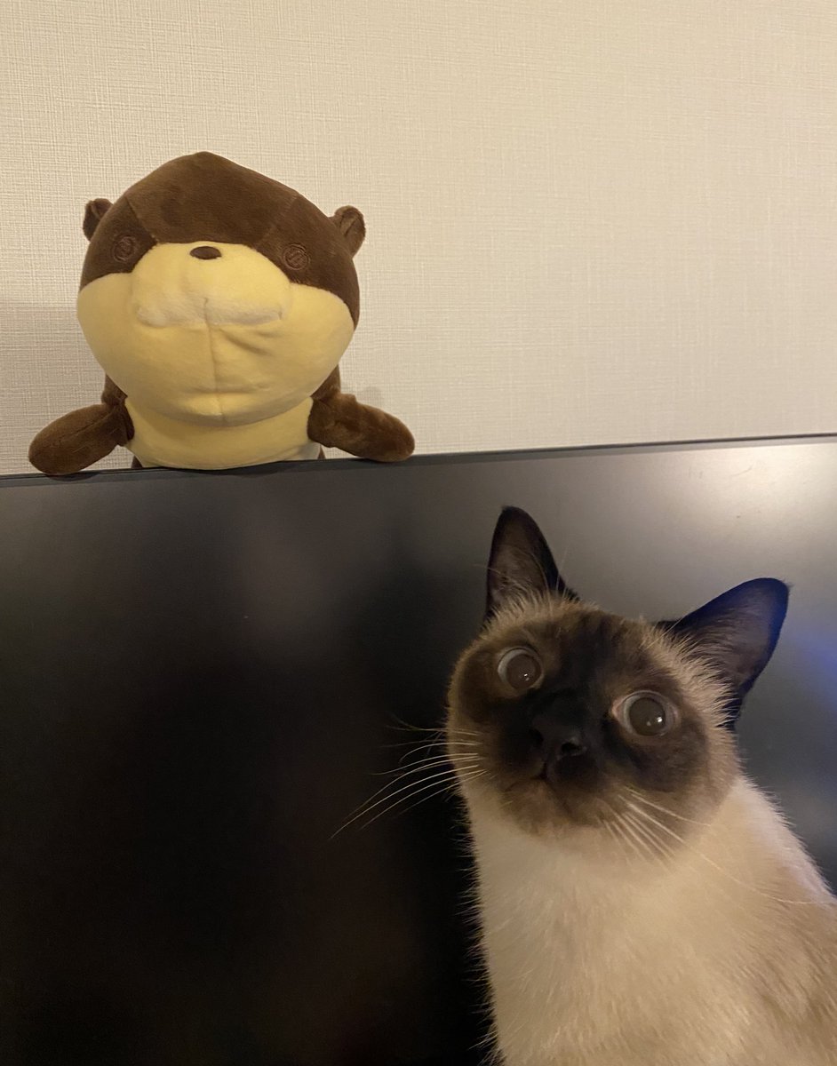 ぴーすけ25 (@sosuke0505) / Posts / X