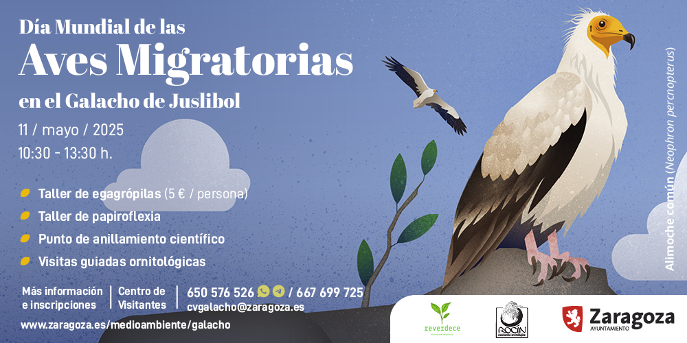 Este domingo 11MAY, en el #GalachoDeJuslibol damos la bienvenida a las aves migratorias que vienen a pasar el verano. Ven a celebrar su Día mundial con talleres especiales, visitas guiadas y un punto de anillamiento científico. ¡Te esperamos! Más info: zaragoza.es/medioambiente/…