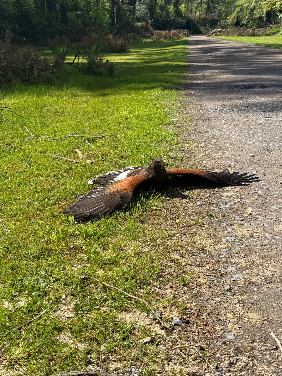 Falconry's tweet image. A sunbathing Hawk 😂
In Ireland it’s not every day you see this!
#irelandsschooloffalconry #hawkwalk  #ashfordcastle