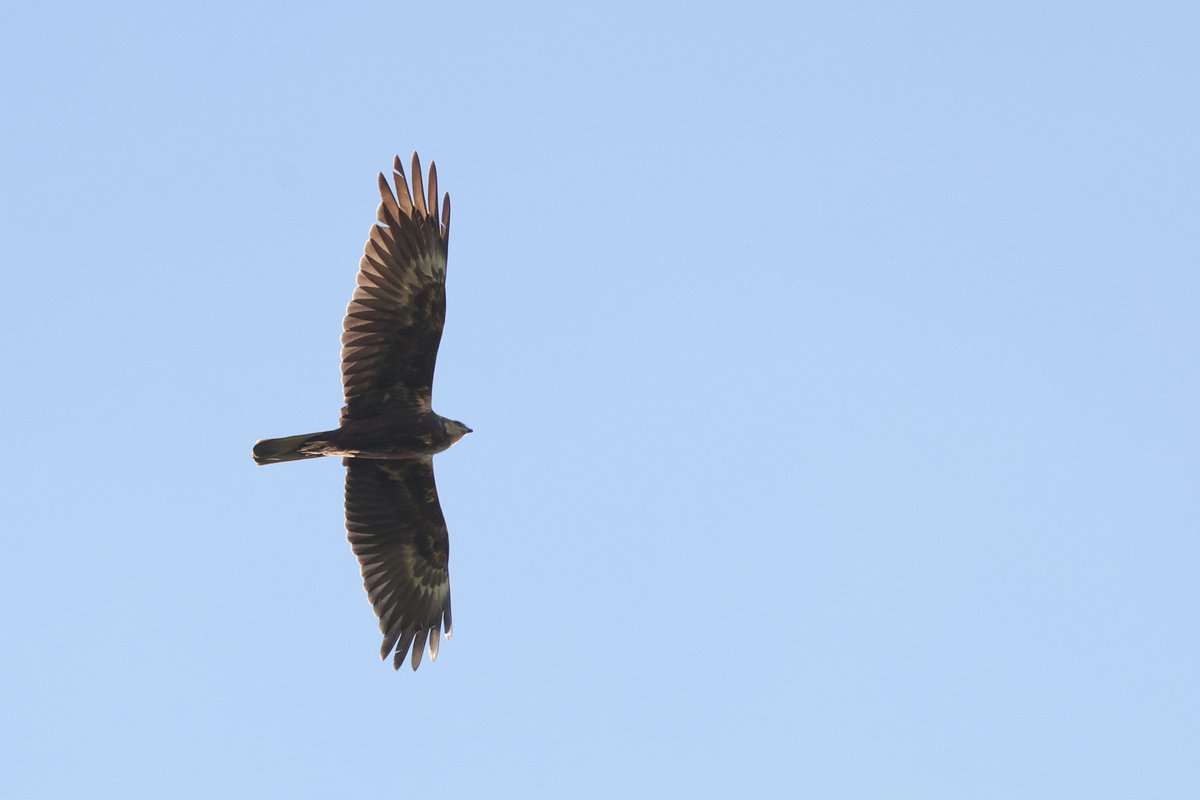 An enjoyable and sunny morning on Soil Hill, surrounded by singing warblers and topped off with this excellent Marsh Harrier!
Just about annual for this site, so always a welcome addition to any visit!
#SoilHillBirding