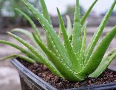PharmTooGood's tweet photo. 🌿 Aloe Vera

Nature’s Miracle Plant! 🌱✨

Unlock the secret to glowing skin, better digestion, and vibrant health in this powerful thread! 🚀

#AloeVeraMagic https://t.co/gCHuxliP1y
